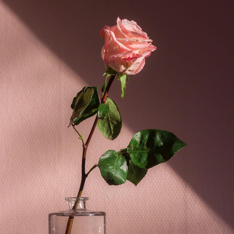 Rose Chou Artificielle MIRETTA, Rose, 60cm, 3-9cm - Fleur En Tissu