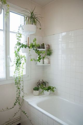 Quelle plante choisir dans sa salle de bain ?