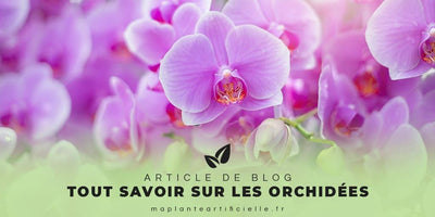 Tout savoir sur les orchidées : significations, exposition, rareté, compositions