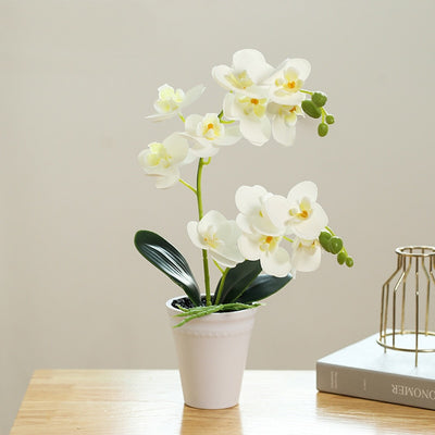 Fausse Orchidée Blanche