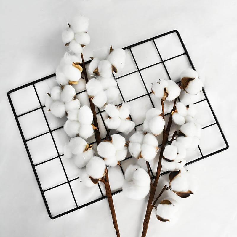 Cette image montre des branches de fleur de coton