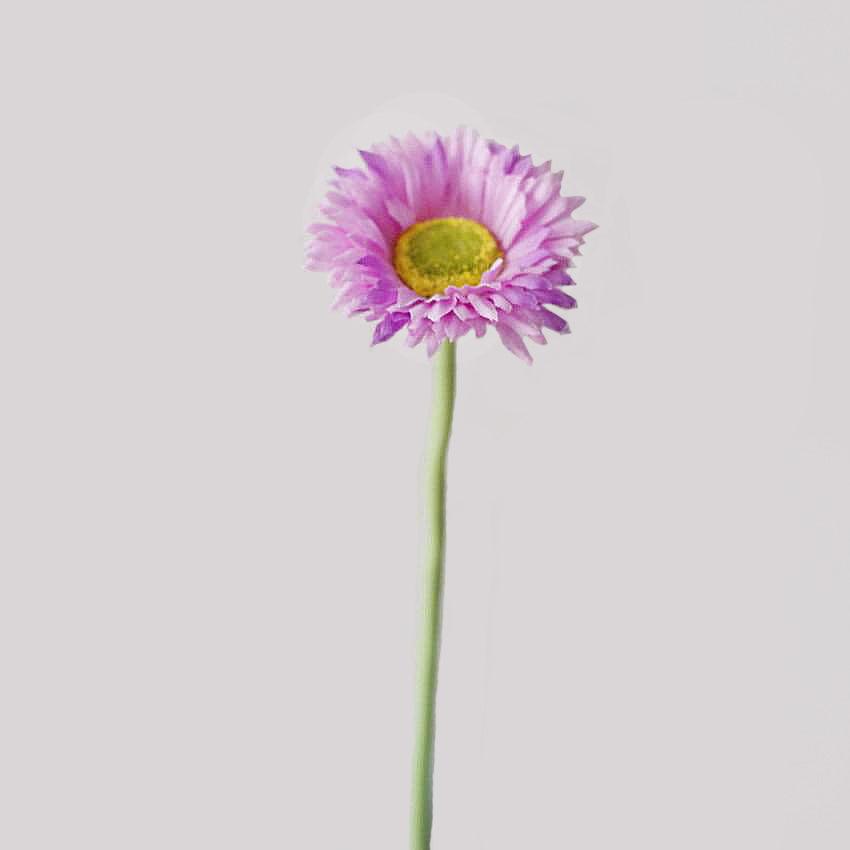 Cette image montre une marguerite artificielle violette clair. Cette fleur artificielle est pour extérieur