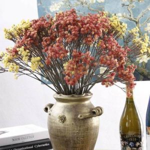 Gypsophile automne
