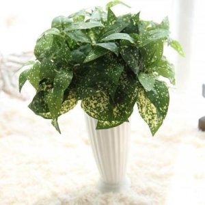 Plante verte artificielle - Marginata tacheté