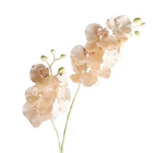 Orchidée artificielle champagne 65 cm