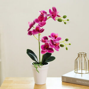Orchidée fausse